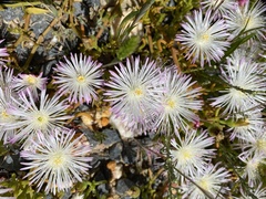 Mesembryanthemum longistylum