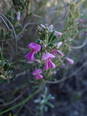 Indigofera sulcata