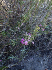 Indigofera sulcata
