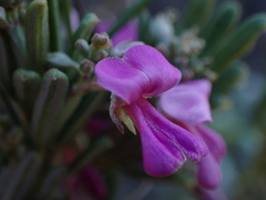 Indigofera sulcata