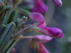 Indigofera sulcata