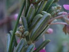 Indigofera sulcata