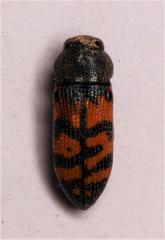 Acmaeodera wittmeri