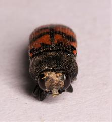 Acmaeodera wittmeri