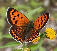 Lycaena panava
