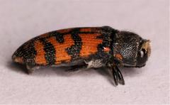 Acmaeodera wittmeri