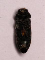 Acmaeodera wittmeri