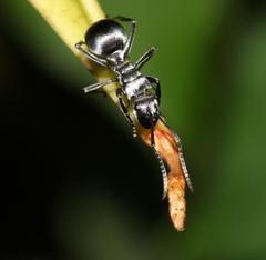 Polyrhachis militaris