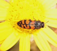 Acmaeodera wittmeri