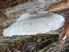 Heterobasidion parviporum