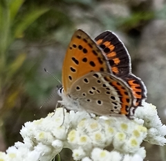 Lycaena panava