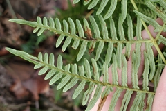 Pteridium caudatum