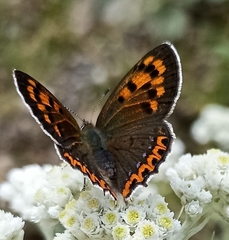 Lycaena panava