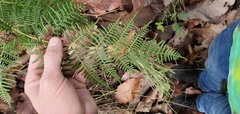 Pteridium caudatum