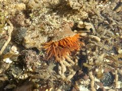 Bunodosoma californica