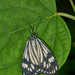 Cyclosia latipennis - Photo (c) Jeevan Jose, alguns direitos reservados (CC BY-SA)