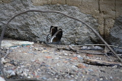 Papilio dravidarum