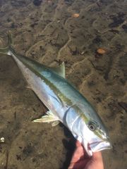 Yellowtail Amberjack photo 4
