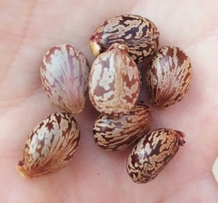 Ricinus communis