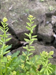 Rorippa sessiliflora
