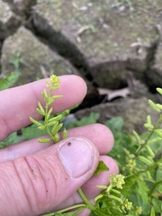Rorippa sessiliflora