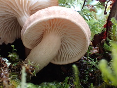 Neolentinus adhaerens