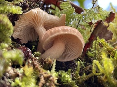 Neolentinus adhaerens