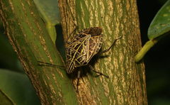 Cappaea taprobanensis