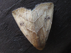 Rivula inconspicua