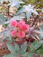 Ricinus communis