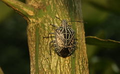 Cappaea taprobanensis