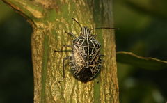 Cappaea taprobanensis