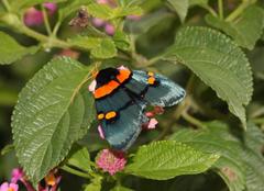 Egybolis vaillantina