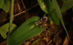 Episyrphus viridaureus