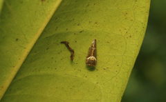 Idioscopus nitidulus