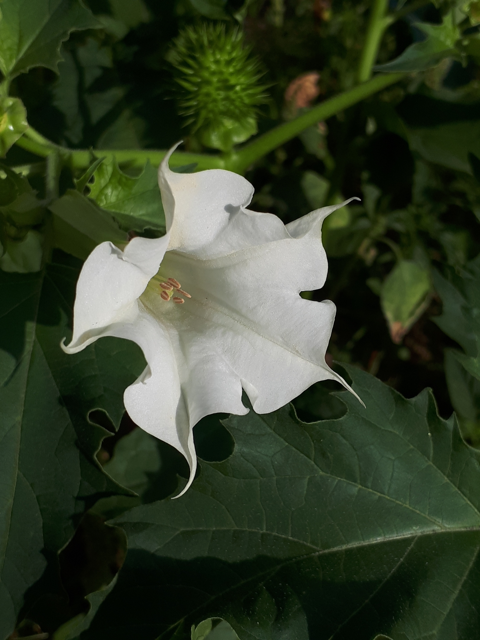 jimsonweed (Datura stramonium) · iNaturalist, image size:1536x2048