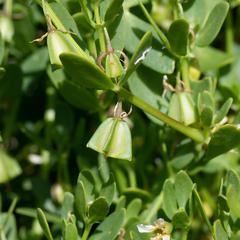 Roepera billardierei