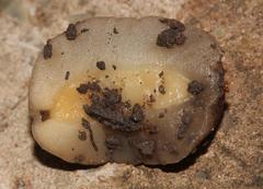 Laevicaulis natalensis natalensis
