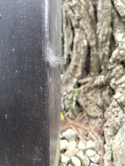 Chrysaeglia magnifica