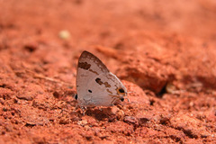 Hypolycaena othona othona