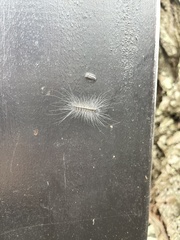 Chrysaeglia magnifica