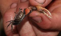 Austruca occidentalis