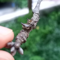 Alcimocoris japonensis