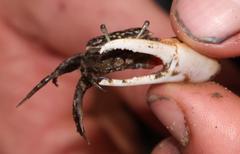 Austruca occidentalis