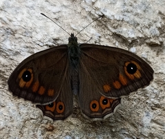 Lasiommata schakra