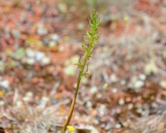 Prasophyllum gracile
