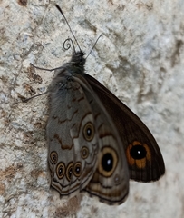 Lasiommata schakra