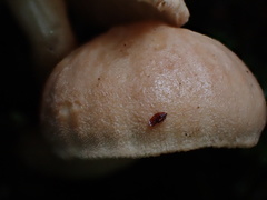 Neolentinus adhaerens