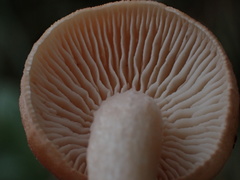 Neolentinus adhaerens
