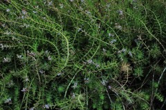 Myriophyllum gracile